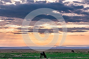 Wildebeest Grazing Sunrise In The Maasai Mara National Game Reserve Park Rift valley Narok County Kenya