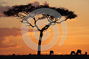 Wildebeest grazing during sunset at Masai Mara