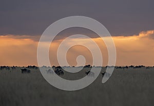 Wildebeest grazing during Sunset at Masai Mara National Park