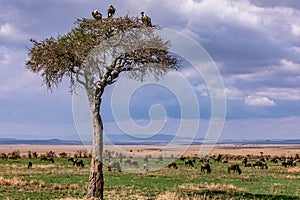 Wildebeest Grazing Under The Tree On Savannah Grassland In The Maasai Mara National Reserve Park Narok County Kenya East Africa