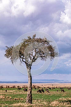 Wildebeest Grazing Under The Tree On Savannah Grassland In The Maasai Mara National Reserve Park Narok County Kenya East Africa