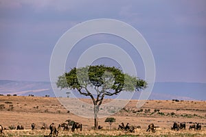 Wildebeest Grazing Under The Tree On Savannah Grassland In The Maasai Mara National Reserve Park Narok County Kenya East Africa