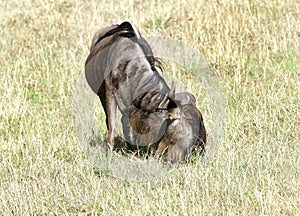 A wildebeest grazing in the vast savanna