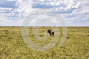 wildebeest grazing