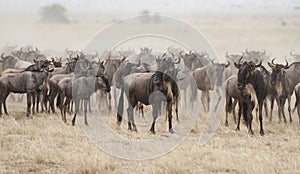 Wildebeest in the Great migration, Kenya