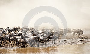 Wildebeest Great Migration Kenya photo