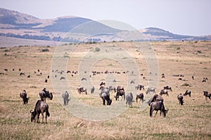 Wildebeest group grazing on the Savannah Grassland In The Maasai Mara National Game Reserve Park Rift valley Narok County Kenya Ea