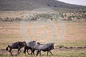 Wildebeest group walking on the Savannah Grassland In The Maasai Mara National Game Reserve Park Rift valley Narok County Kenya Ea