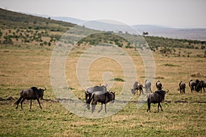 Wildebeest group walking on the Savannah Grassland In The Maasai Mara National Game Reserve Park Rift valley Narok County Kenya Ea