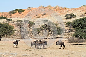 Wildebeest herd