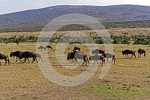 Wildebeest herd Africa