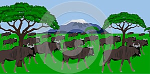 Wildebeest herd in african scenery