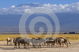 Wildebeest herd against the backdrop of Kilimanjaro at Amboseli National Park, Kenya