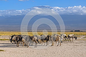 Wildebeest herd against the backdrop of Kilimanjaro at Amboseli National Park, Kenya