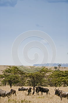Wildebeest herd in the arid landscape of the Maasai mara