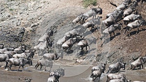 wildebeest herd climbing the mara riverbank at masai mara-  4K 60p