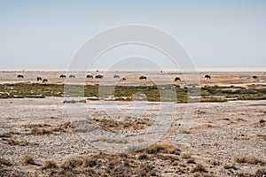 Wildebeest Herd in Etosha Pan, Namibia