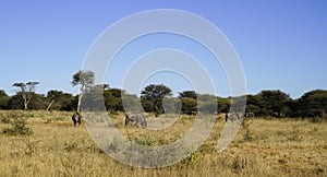 Wildebeest herd grazing in African bush-veld and grassland landscape with acacia trees at Okonjima Nature Reserve, Namibia