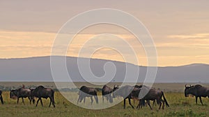 Wildebeest Herd Great Migration in Africa, Walking Plains and Savannah at Sunset Under Dramatic Stor