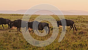 Wildebeest Herd on Great Migration in Africa, Walking on Savannah between Masai Mara in Kenya and Se