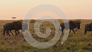 Wildebeest Herd on Great Migration in Africa, Walking on Savannah between Masai Mara in Kenya and Se