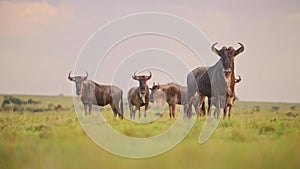 Wildebeest Herd Making Alarm Call and Grazing Grass in Africa Savanna Plains Landscape Scenery, Afri