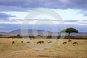 Wildebeest herd Masai Mara Kenya Africa