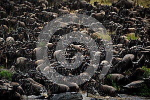 Wildebeest herd in Masai Mara, Kenya during daylight