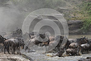 Wildebeest herd migrating across river in fear