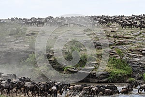 Wildebeest herd migrating across river