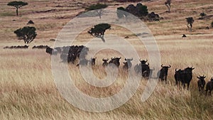 Wildebeest Herd Migrating Through Grasslands
