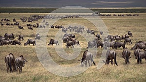 Wildebeest Herd in Migration Eating Grass in African Savannah, Tanzania,