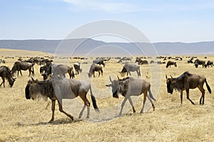 Wildebeest herd