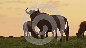 Wildebeest Herd Silhouette, Silhouetted in Orange Sunset, Grazing Grass in Africa Savannah Plains La