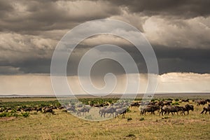 Wildebeest herd and thunderstorm