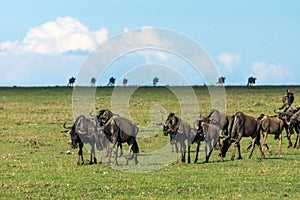 Wildebeest herd walking on the great plains of masai mara in kenya