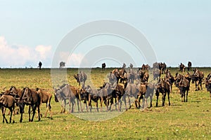 Wildebeest herd walking on the great plains of masai mara in kenya