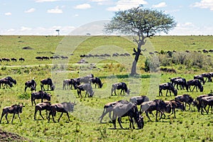 Wildebeest herd walking on the great plains of masai mara in kenya.