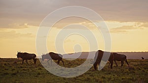 Wildebeest Herd Walking Savanna Plains Under Big Dramatic Beautiful Orange Sunset Stormy Storm Cloud