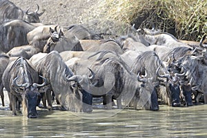 Wildebeest herd in water drinking