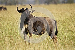 Wildebeest in high grass