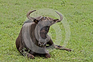 Wildebeest with horns