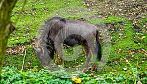 Wildebeest isolated on a natural background