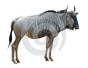 Wildebeest isolated on white background