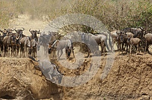 Wildebeest jumping down the mara river cliff