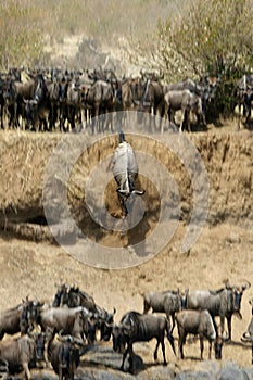 Wildebeest jumping from the escarpment at the bank of Mara river. Panning shot