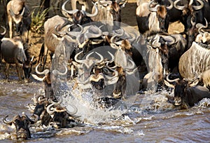 Wildebeest jumping in Mara river