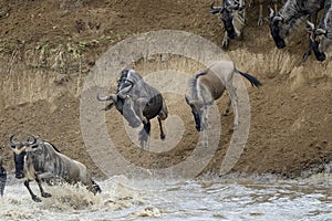 Wildebeest