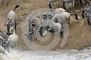 Wildebeest photo