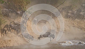 Wildebeest jumping into Mara River. Great Migration. Kenya. Tanzania. Masai Mara National Park.